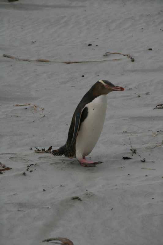 Nieuw-Zeeland 2011 - 2020